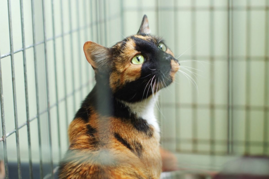 10 Perguntas Importantes a Serem Feitas Antes de Adotar um Novo Gato