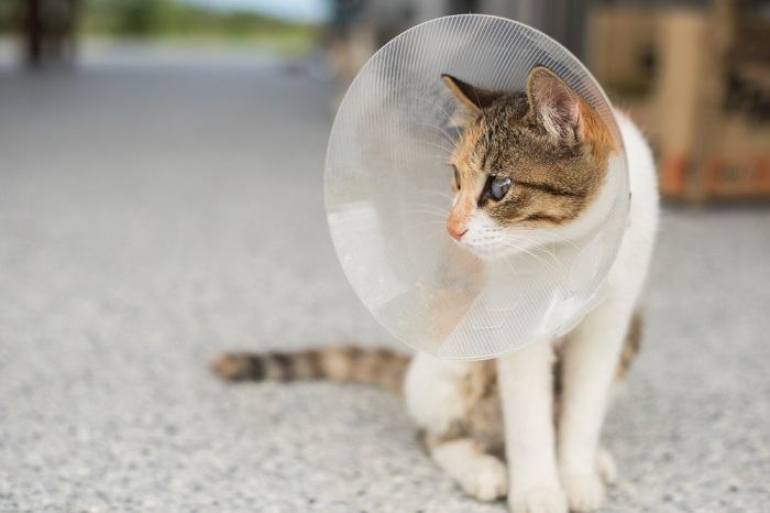 Gato com um cone na cabeça