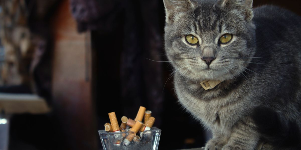 Um gato perto de um cigarro, ilustrando o tema dos gatos potencialmente inalando fumaça.