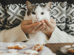 Curious cat near a plate of cookies, displaying interest in the surroundings and perhaps the tempting aroma of the treats.