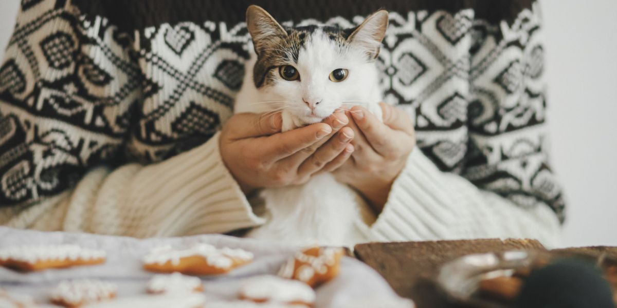 Gato curioso perto de um prato de biscoitos, demonstrando interesse pelo ambiente e talvez pelo aroma tentador das guloseimas.