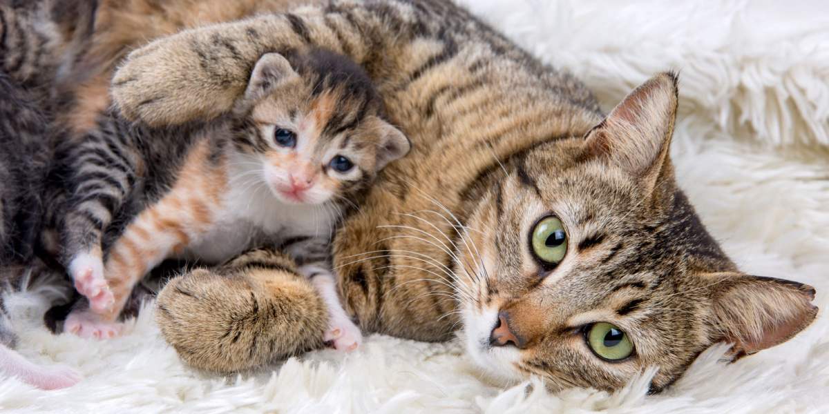 Gato e gatinho juntos