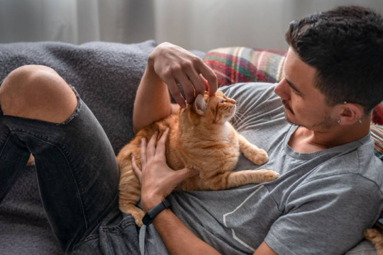 12 sinais de que seu gato está realmente feliz
