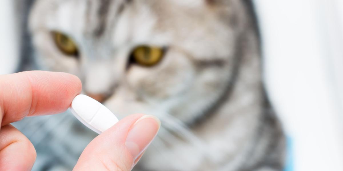 Apresentando um medicamento a um gato