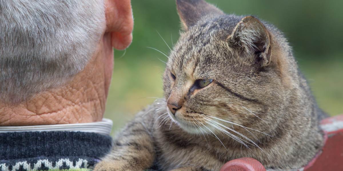 Uma imagem que retrata uma interação emocionante entre um gato e um homem idoso.