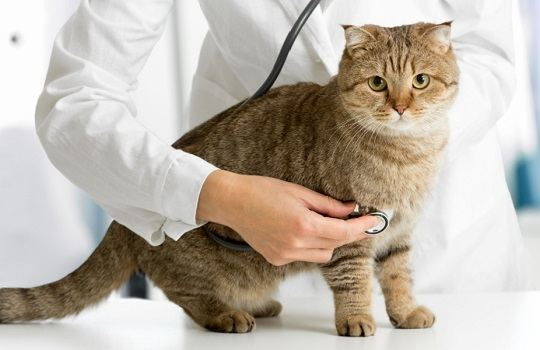 Com que Frequência seu Gato Deve Ir ao Veterinário?