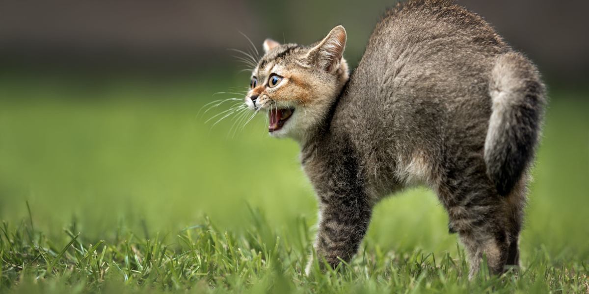 Uma imagem de um gato arqueando as costas.