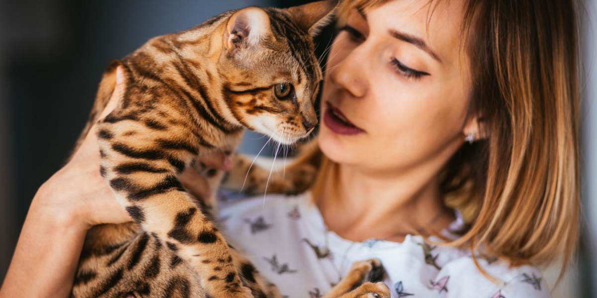 Gato com expressão alerta e atenta