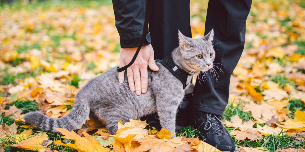 imagem em destaque de problemas comportamentais de gatos