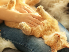 Content cat enjoying a belly rub with eyes closed. The image captures a relaxed feline savoring the affectionate gesture.