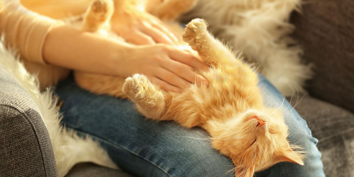 Gato satisfeito desfrutando de uma massagem na barriga com os olhos fechados. A imagem captura um felino relaxado saboreando o gesto carinhoso.