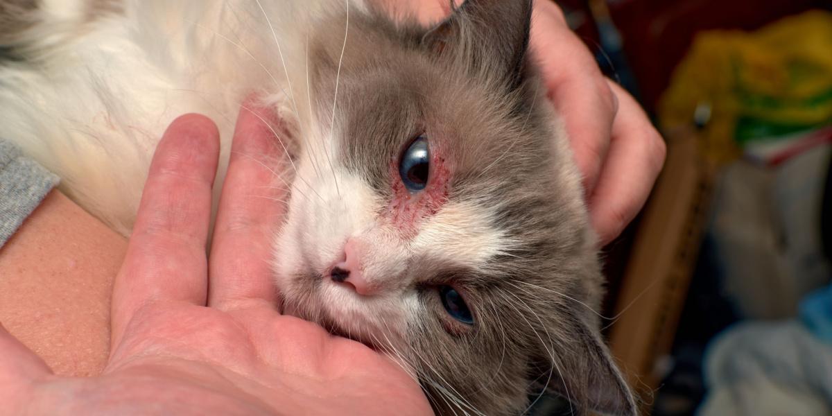 Gato com dermatite destacando a importância de tratar problemas de pele por meio de cuidados veterinários.