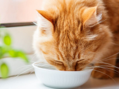 A cat drinking water from a bowl.