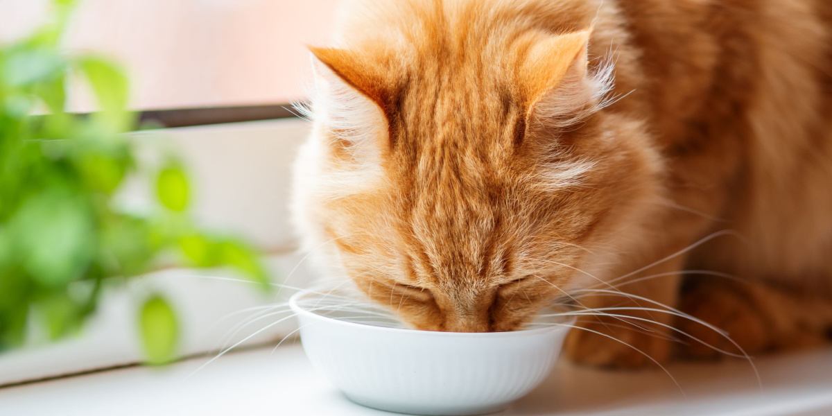 Gato sedento desfrutando de uma refrescante bebida de água