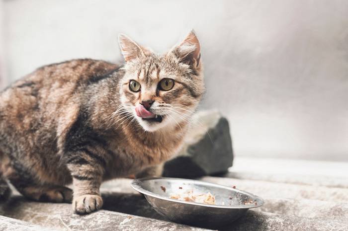 Imagem sugerindo um gato com boca seca, enfatizando desconforto potencial ou problemas de saúde relacionados à hidratação ou condições médicas subjacentes.