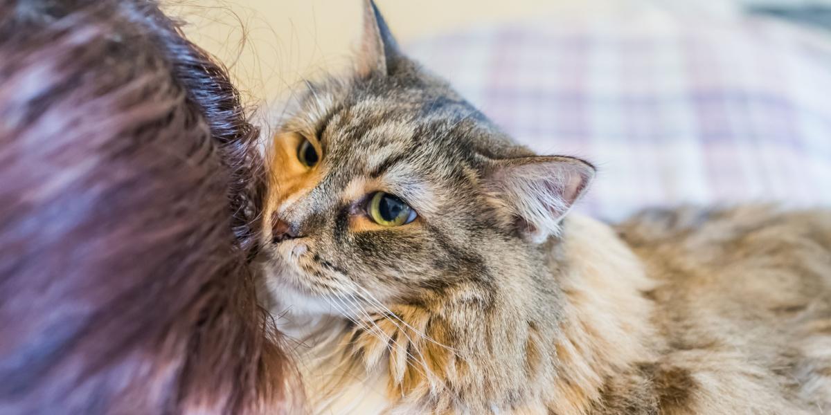 Comer cabelo humano é um comportamento comum em gatos.