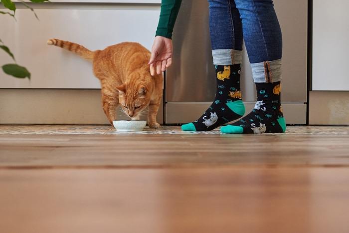 Imagem de um gato comendo com uma mulher.