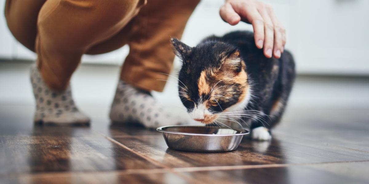 Gato comendo em uma tigela