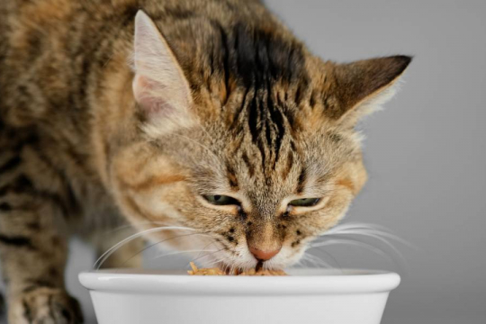 Como Mudar a Ração do seu Gato de Úmida para Seca