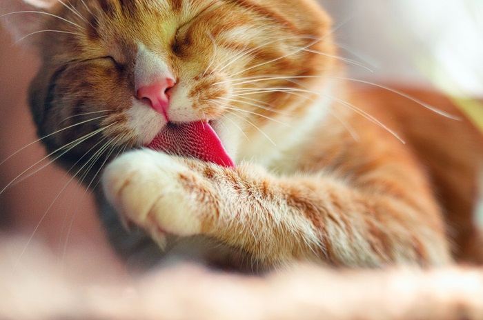 Um lindo gato laranja e branco cuidando meticulosamente do pelo com a língua, demonstrando uma sensação de limpeza e autocuidado.