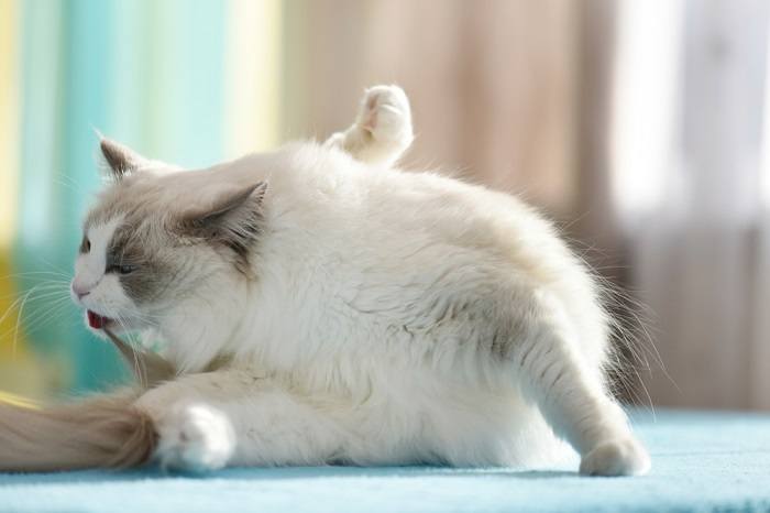 Um gato se cuidando, demonstrando autocuidado e higiene felina.