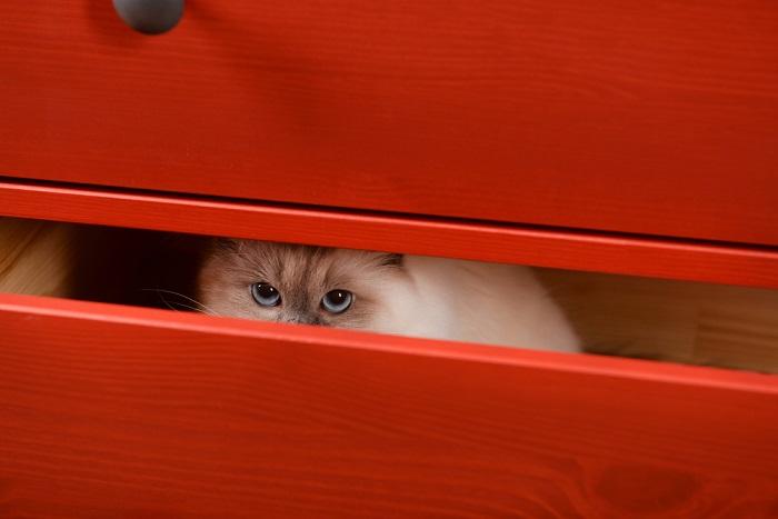 Um gato escondido dentro de uma gaveta, comportamento comum dos felinos quando procuram um espaço tranquilo e seguro.