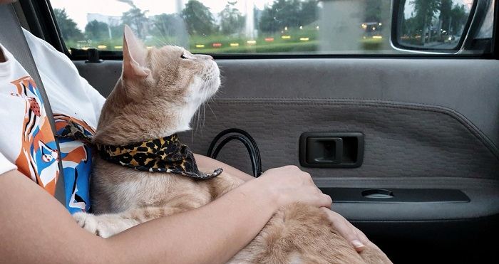 Um gato no carro, enfatizando a necessidade de transporte seguro ao viajar com companheiros felinos.