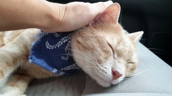 Um gato em um carro, destacando a importância de viagens seguras e confortáveis para companheiros felinos.