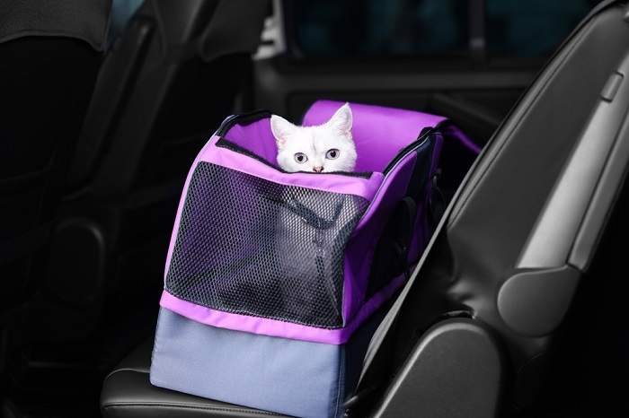 Um gato em uma transportadora, um método comum para transporte seguro de companheiros felinos durante viagens ou visitas ao veterinário.