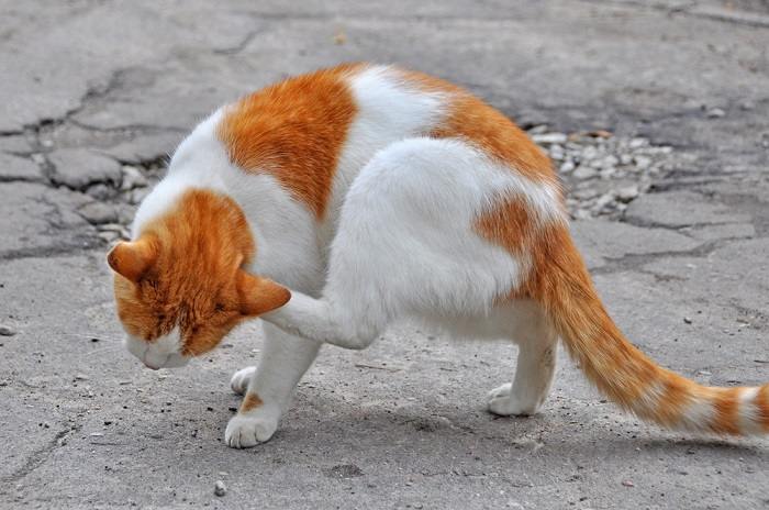 Uma imagem que captura um gato com coceira na orelha, possivelmente coçando ou inclinando a cabeça em resposta ao desconforto, destacando o problema comum de irritação nas orelhas em felinos.