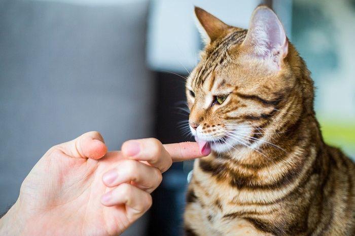 Gato lambendo carinhosamente as mãos de uma pessoa, demonstrando confiança e companheirismo.