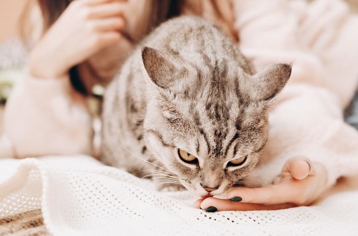 Imagem de um gato lambendo a mão de uma mulher, exemplificando um momento íntimo de companheirismo e cuidado felino.