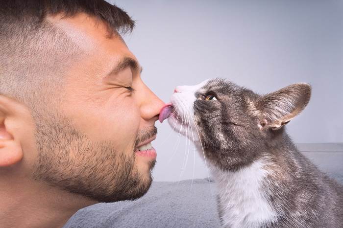 gato lambendo ou beijando o nariz do dono