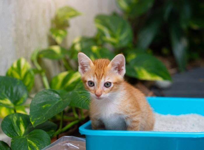 gato usando a caixa de areia com frequência