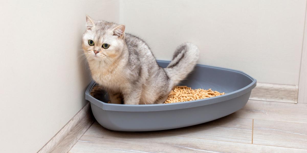 Uma caixa de areia para gatos bem organizada com areia limpa e fresca.