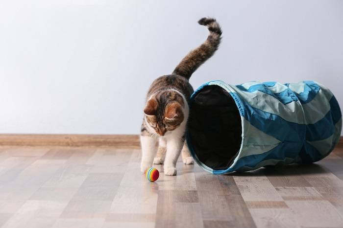 gato jogando bola e túnel de gato