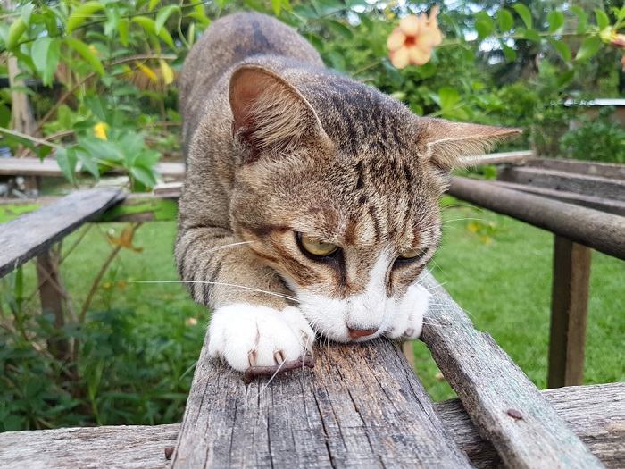 Gato arranhando um objeto