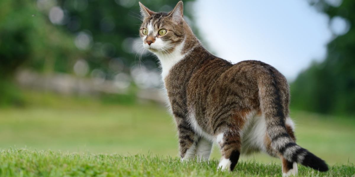 A imagem de um gato exibindo seu senso aguçado para detectar o mau tempo.