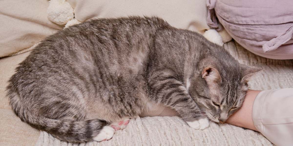 Uma imagem pacífica de um gato dormindo profundamente, exemplificando o estado sereno e relaxado de um felino em repouso.