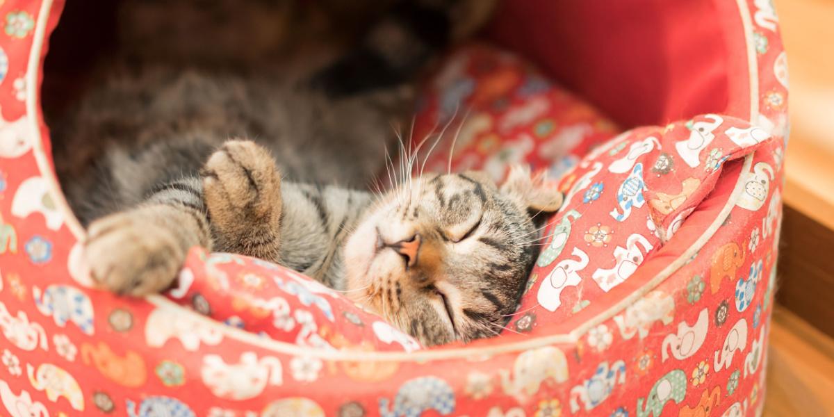 Um gato dormindo pacificamente em sua aconchegante cama.