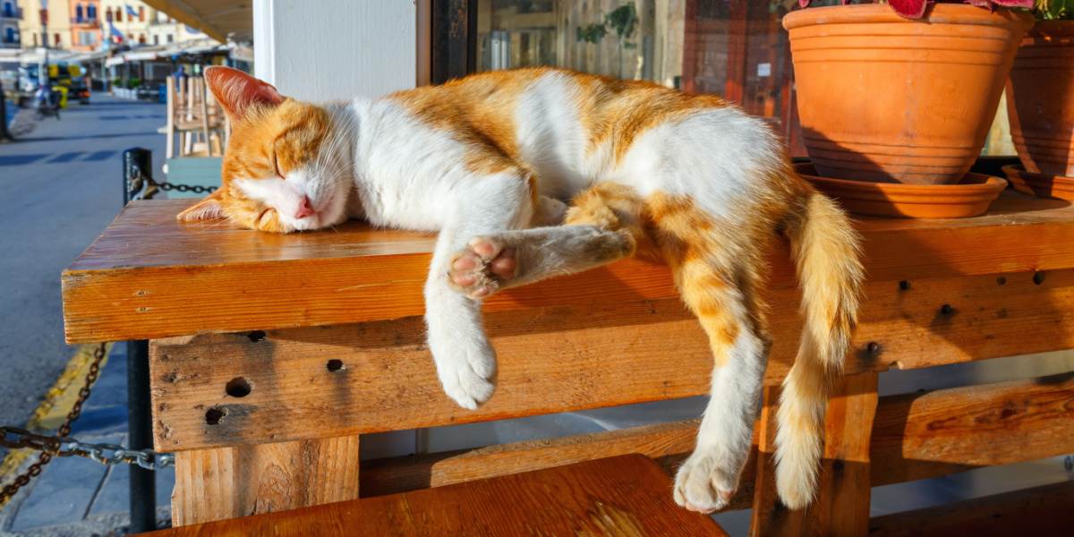 gato dorme em um banco