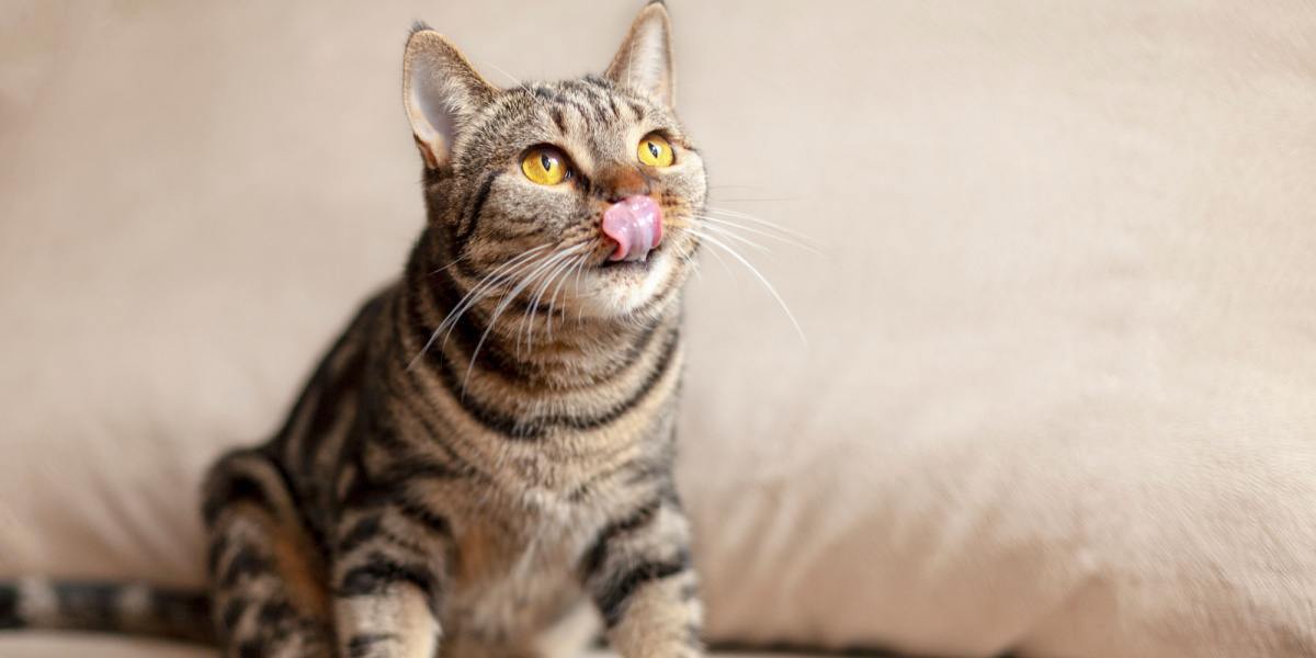 Imagem de um gato mostrando a língua de brincadeira, capturando um momento alegre e cativante.