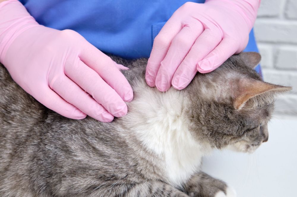 verificando carrapato no gato