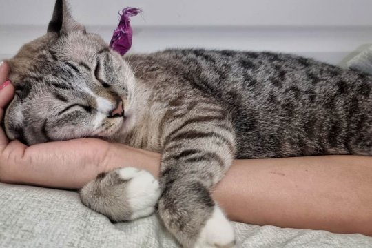 10 Sinais de que seu Gato está Obcecado por Você