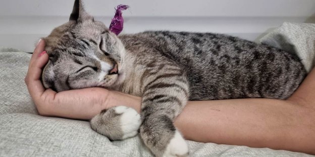 10 Sinais de que seu Gato está Obcecado por Você - Cats.com