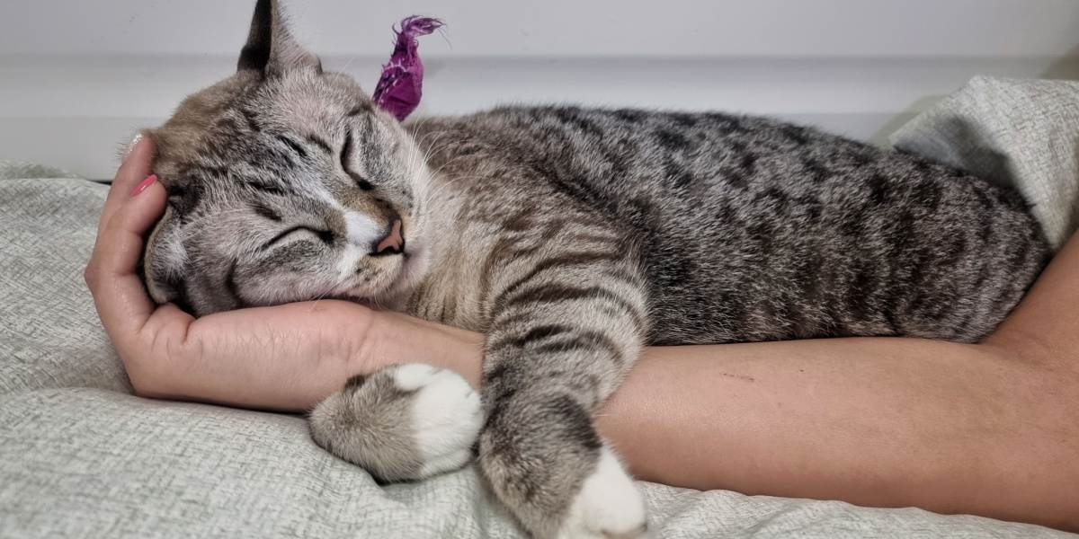 rosto de gato malhado jovem e fofo que dorme na mão do dono