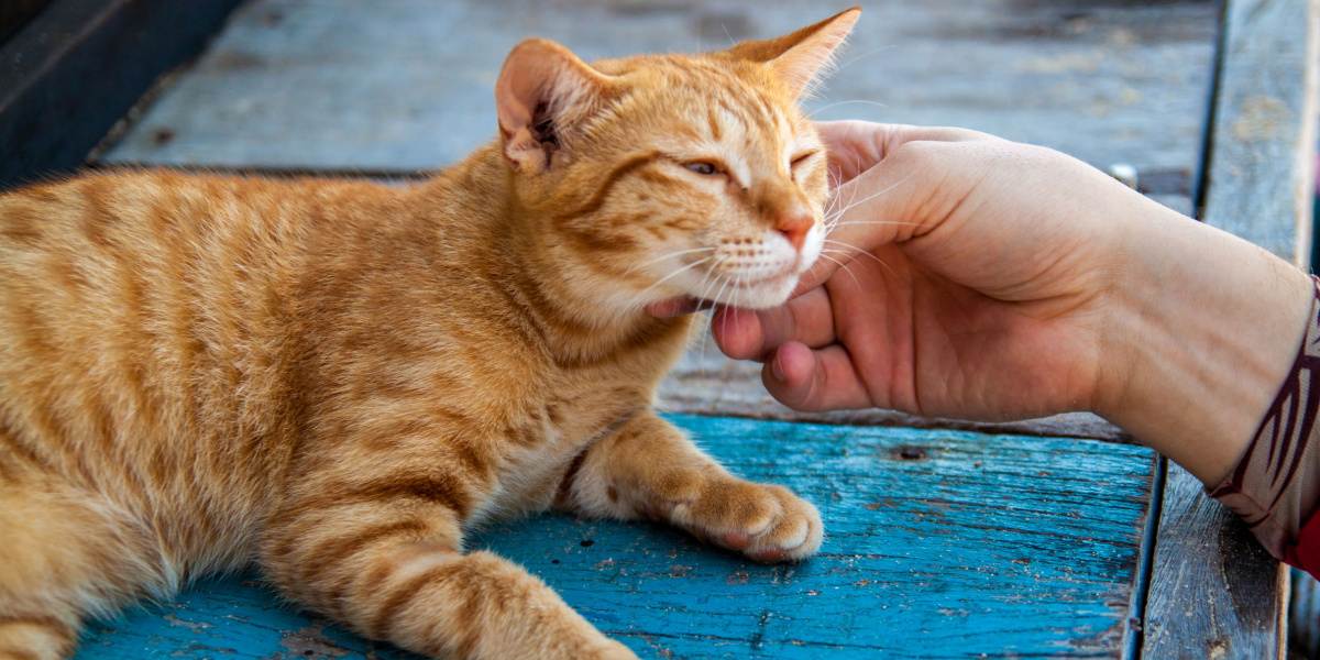 humano segurando rosto de gato feliz