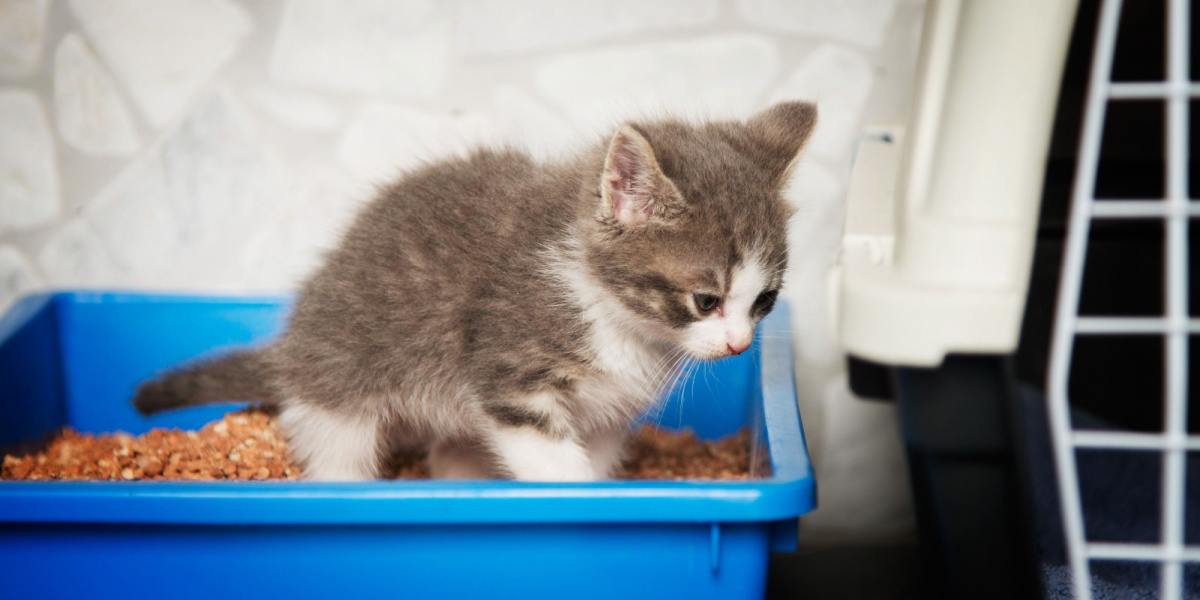 Um gatinho jovem e adorável retratado dentro de uma caixa sanitária limpa, mostrando seu comportamento instintivo de usar a caixa sanitária para eliminação. A imagem captura a curiosidade inocente do gatinho e a introdução aos hábitos adequados de higiene felina.