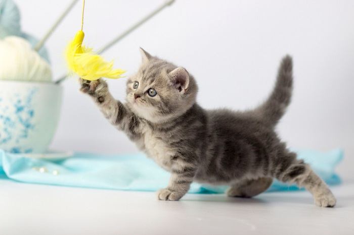 Imagem de uma pessoa brincando com um gatinho.