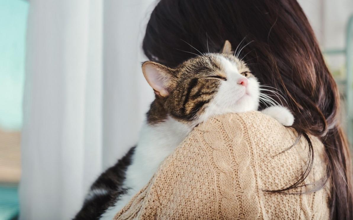 Uma imagem que ilustra o comportamento possessivo em gatos, enfatizando sua natureza territorial e apego a determinados objetos ou espaços.